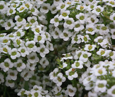 ALYSSUM TAPETE BRANCO DE NEVE Lobularia Maritima - 10.000 sementes a granel comprar usado  Enviando para Brazil
