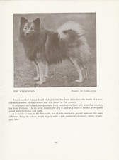 Keeshond old vintage for sale  COLEFORD