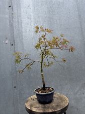 Japanese acer dissectum for sale  ERITH