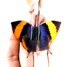 anaea memphis xenica ssp do norte do México FEMININO, colorido, raro, A1 comprar usado  Enviando para Brazil