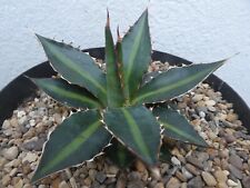 Agave lopantha shown for sale  PLYMOUTH