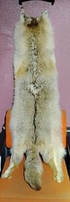 Full coyote pelt for sale  Crawfordville