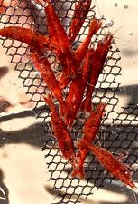 Fire red cherry for sale  Lakewood