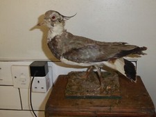 lapwing for sale lapwing for sale BANWELL