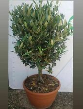 Pianta ulivo bonsai usato  Altamura