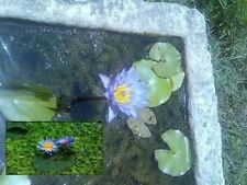 Blaue seerose aquarium gebraucht kaufen  Kaiserslautern