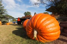 Dill atlantic giant for sale  Salem
