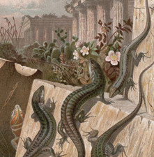 Wall lizards among for sale  Brooklyn