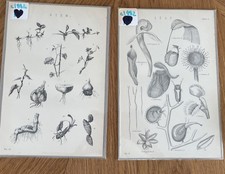 Antique botanical book for sale  NORWICH