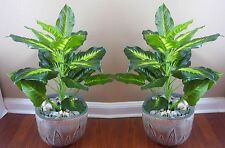 Tall palm bush for sale  Indianapolis