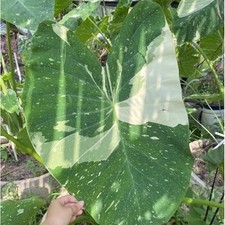 Alocasia colocasia milky gebraucht kaufen  Belm