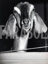 Photo presse vintage d'occasion  Expédié en France