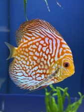 Red pigeon discus for sale  Woodbridge