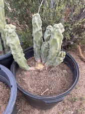 Tote pole cactus for sale  Congress