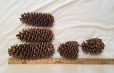 Giant sugar pine for sale  Lakeside