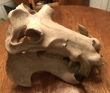 Hippopotamus skull replica for sale  Ventura