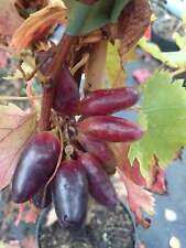 Weinrebe souvenir gebraucht kaufen  Menslage