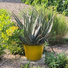 Bare root aloe for sale  Fort Collins