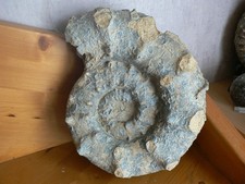 Ammonite oxfordien villers d'occasion  Pavilly