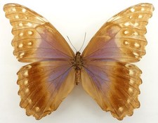 Morpho godartii julanthiscus gebraucht kaufen  München