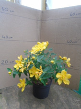Hypericum hidcoteense 2 for sale  TAUNTON