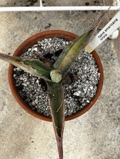 Agave americana striata for sale  COLCHESTER