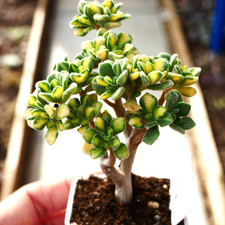 Exact plant aeonium for sale Exact plant aeonium for sale  BEXHILL-ON-SEA