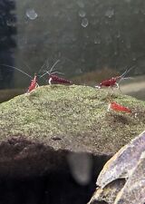 Doa sulawesi cardinal for sale  Mission