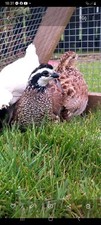 Bob white quail for sale  MAGHERAFELT