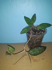 Hoya flagellata unbewurzelter gebraucht kaufen  Deutschland