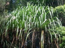 Pandanus viscidus spiderleg for sale  San Francisco