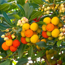 Arbutus unedo compacta for sale  UK
