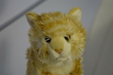 Teddy hermann katze gebraucht kaufen  Duderstadt