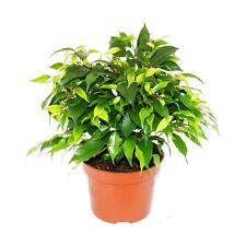Buschige birkenfeige ficus gebraucht kaufen  Zweibrücken