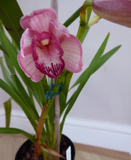 Cymbidium pink orchid for sale  UK