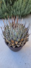 Agave utahensis eborispina for sale  Irvine