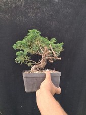 Bonsai juniperus chinensis usato  Montevarchi