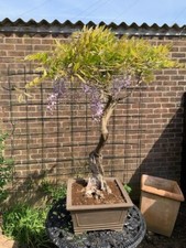 Wisteria bonsai tree for sale  BOGNOR REGIS