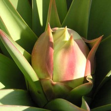 Yucca treculeana lancia usato  Sonnino