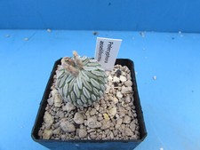 pelecyphora for sale pelecyphora for sale BIRMINGHAM