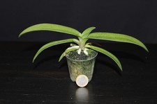 Phalaenopsis ubonensis gebraucht kaufen  Dortmund