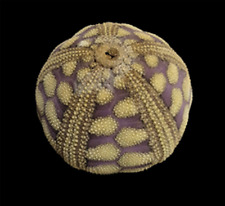 Echinoidea riccio mare usato  Italia