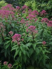 Eupatorium maculatum atropropu for sale  MARCH
