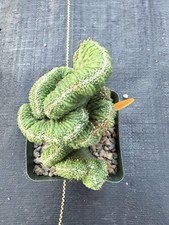 Cereus coral green for sale  Jurupa Valley