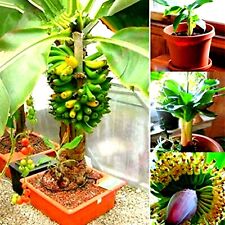 Baby dwarf banana for sale  Marietta
