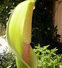 Amorphophallus nepalensis bulb for sale  HIGH WYCOMBE