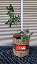 One climbing juan for sale  Kingsburg