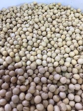 Lbs soybean seed for sale  Strathcona