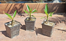 Pachypodium baronii caudex usato  Imperia