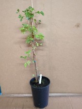 Evergreen winter flowering for sale  ASHFORD